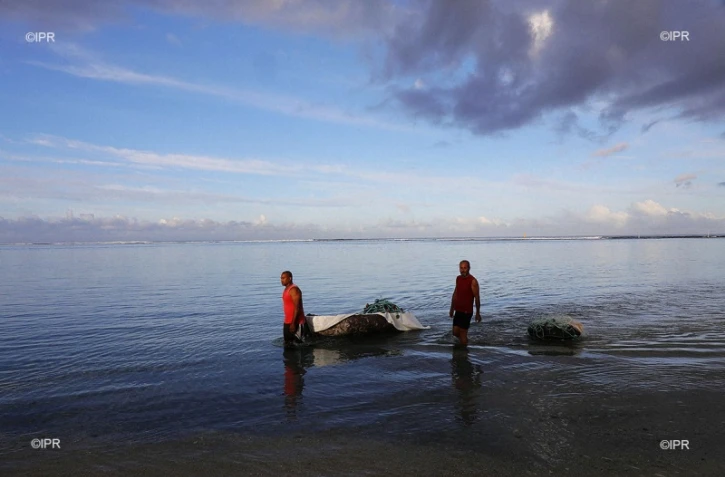 Requin sédentarisé dans le lagon