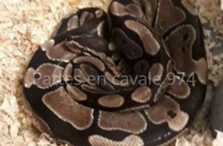 Saint-Denis - Un python disparu à Sainte-Clotilde...