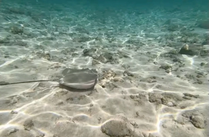 Raie fouet dans le lagon de l'hermitage