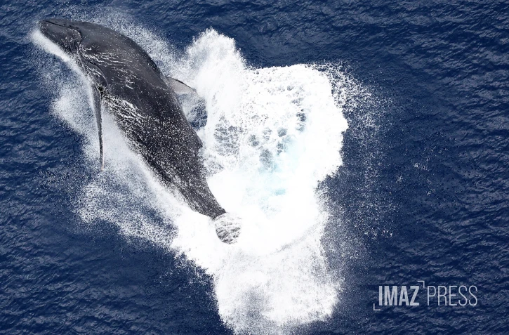 baleines septembre 2023