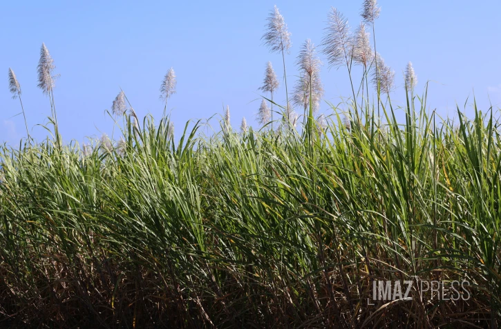 cannes à sucre