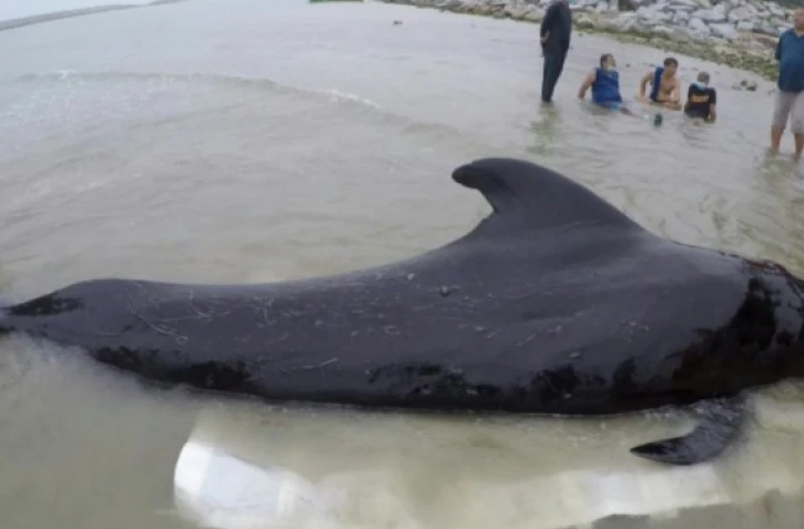 Dauphin-pilote meurt sacs plastique