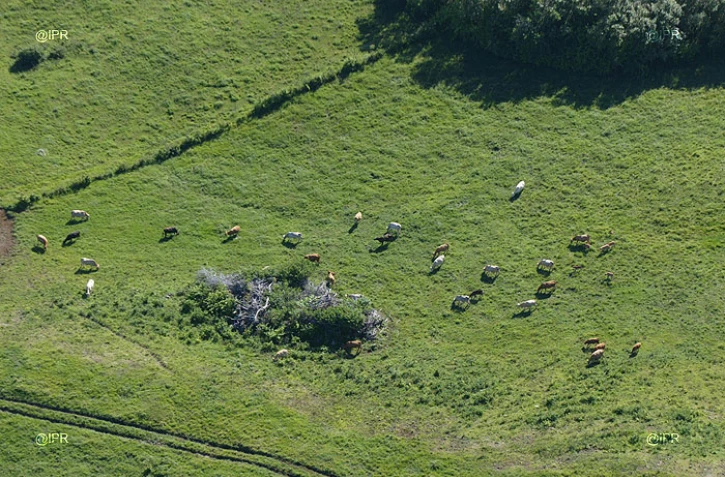 agriculture