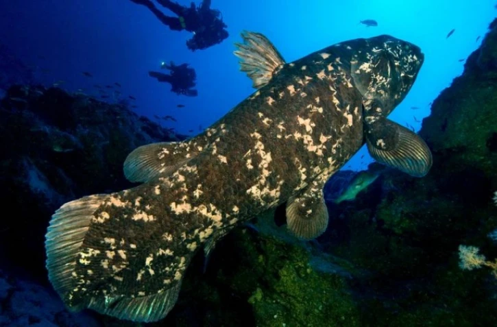 Coelacanthe