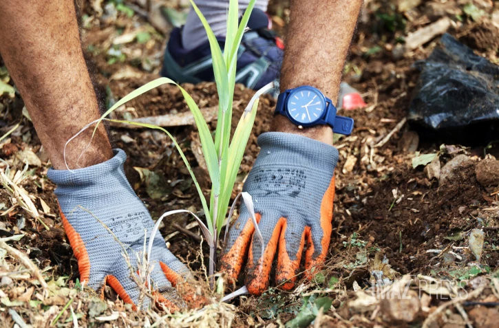 création micro-forêt Département EDF