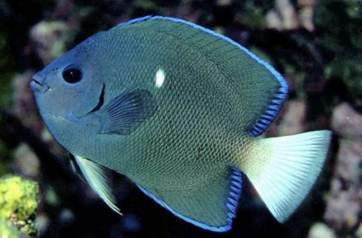  Poisson-ange de Clipperton ? 