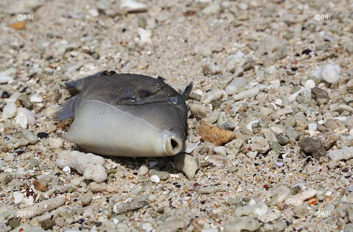 Poisson mort