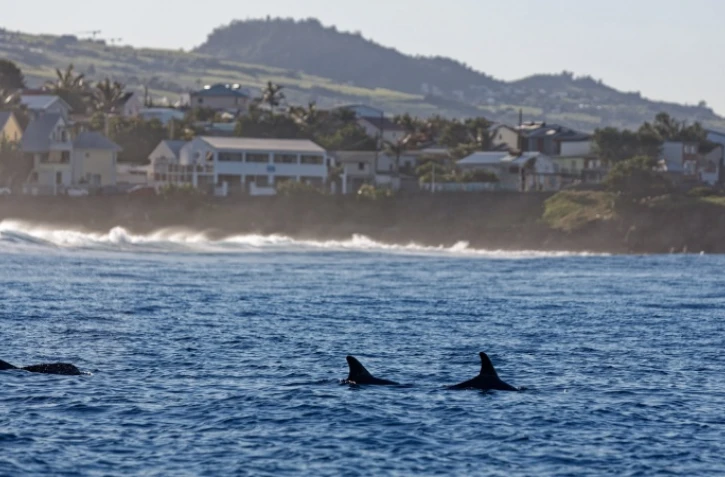 Terre Sainte : un groupe de grands dauphins de l'Indo-Pacifique observé 
