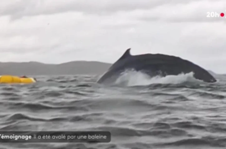 Baleine à bosse