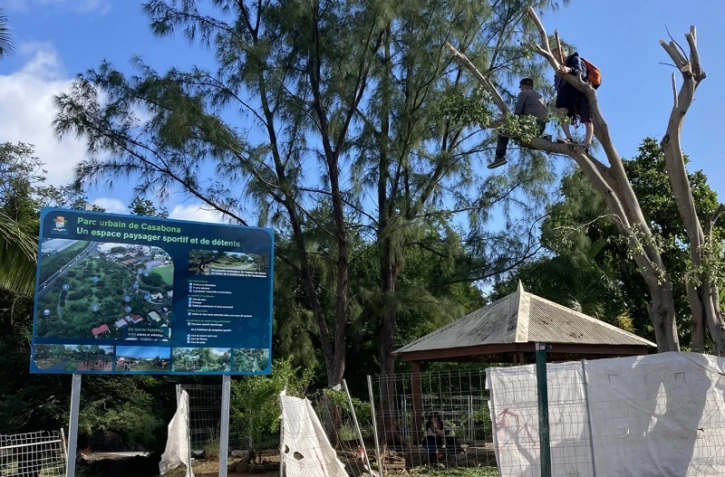 Casabona : des militants perchés dans les arbres, la police tente de les déloger 