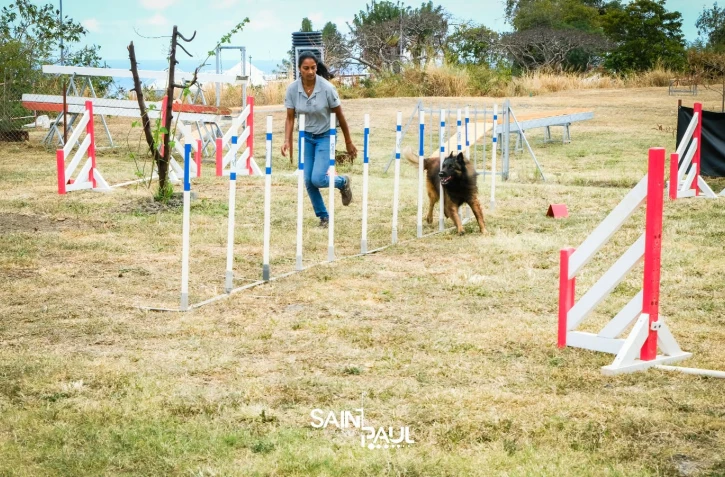 Saint-Paul : un journée organisée à l'occasion de la Semaine nationale du chien