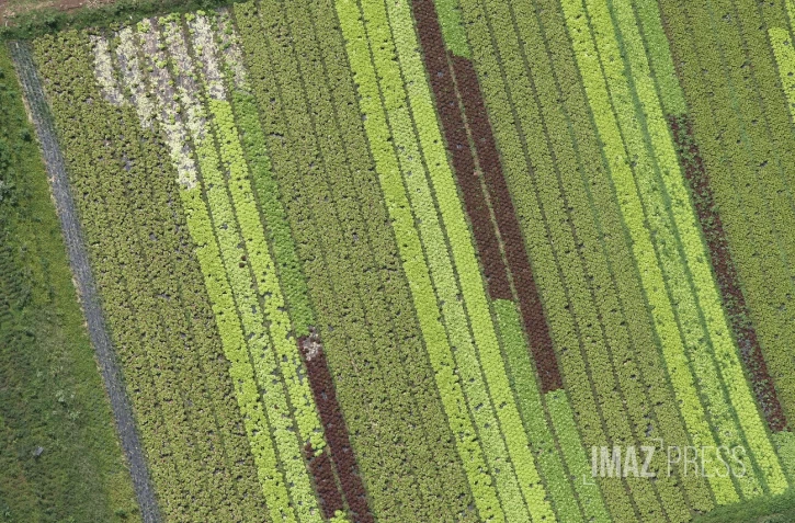 agriculture Illustration 