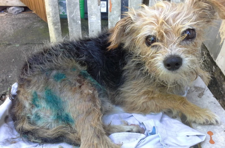 Arche de Noé, Oskar