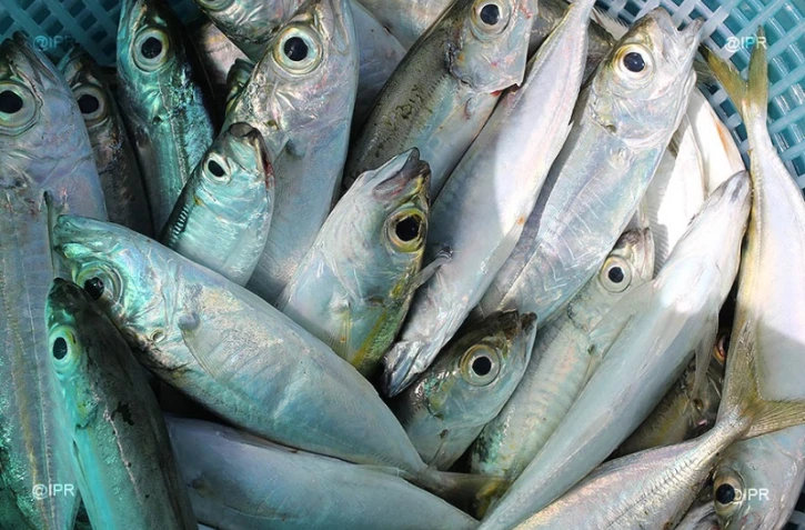 Pêche Cavale 