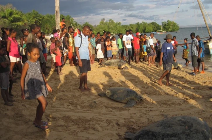 Tortues sauvées du braconnage à Madagascar