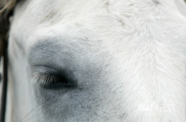 cheval 