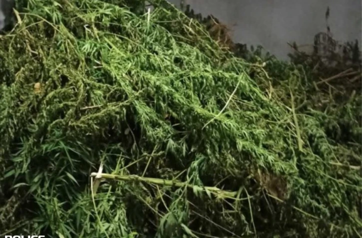 Trafic de stupéfiants : 376 plants de cannabis découverts à Saint-Pierre, un homme placé en garde à vue 