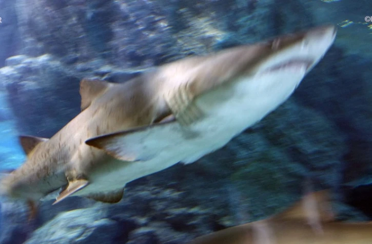 requins 
