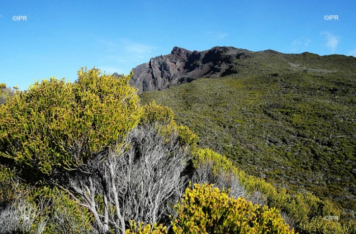 piton des neiges 