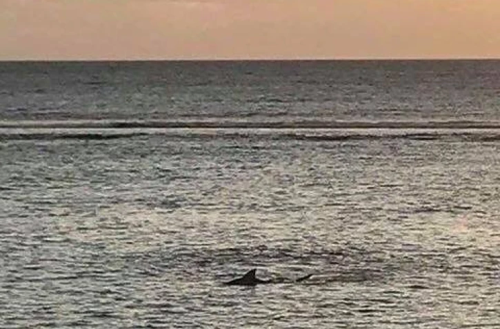 requin, squale, lagon, Saint-Leu, vendredi 22 mars, plage, baignade interdite