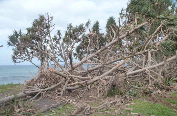Impact du cyclone Garance et projet de restauration sur la population de vacoas détruits sur le littoral de ChampBorne
