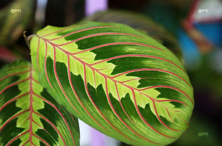 salon Flore et halle