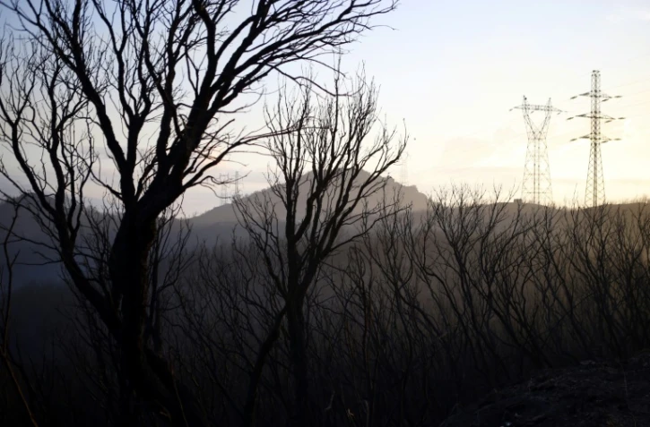 Des arbres brûlés par un incendie à Biguglia, en Corse, le 26 juillet 2017