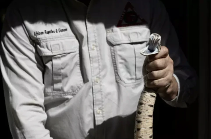 Mike Perry, du laboratoire spécialisé African Reptiles & Venom, s'apprête à recueillir le venin d'un serpent à Diepsloot, en Afrique du Sud, le 29 mai 2023 ( AFP / WIKUS DE WET )