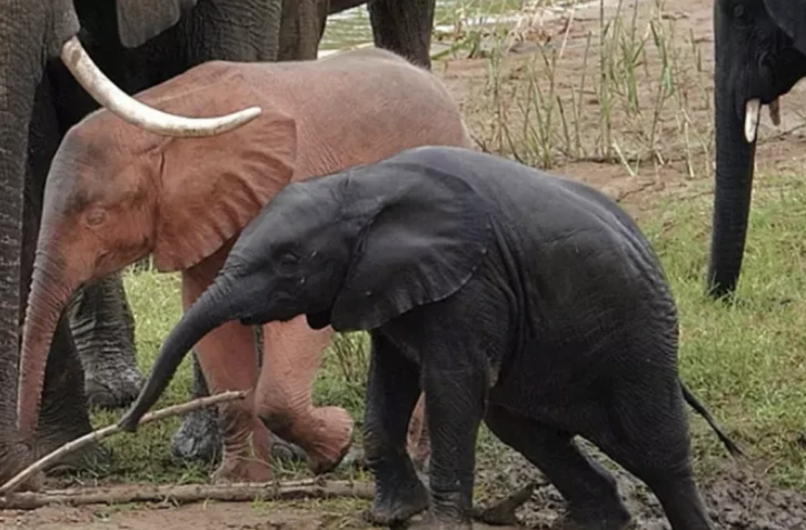 Afrique du Sud : un éléphant rose photographié dans une réserve naturelle