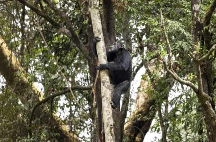 Un chimpanzé dans un arbre, dans un sanctuaire à Freetown, au Sierra Leone, le 24 avril 2025 ( AFP / PATRICK MEINHARDT )