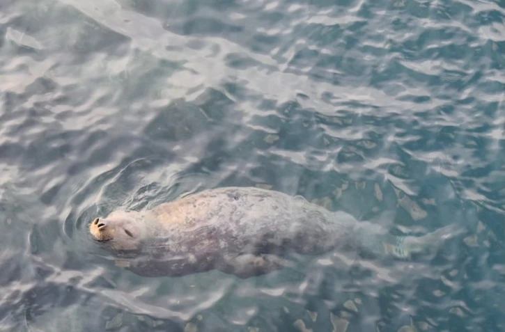 L'éléphante de mer est encore dans les eaux réunionnaises 