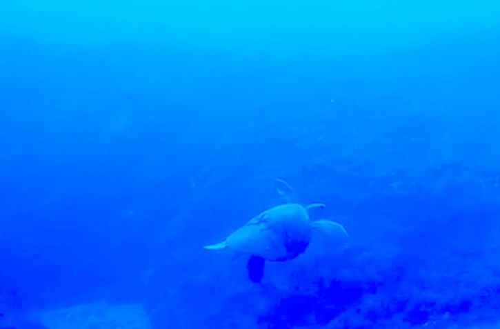 Tortue blessée