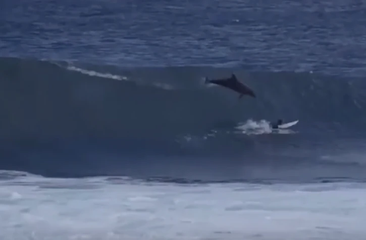 Surfeur percuté par un dauphin 