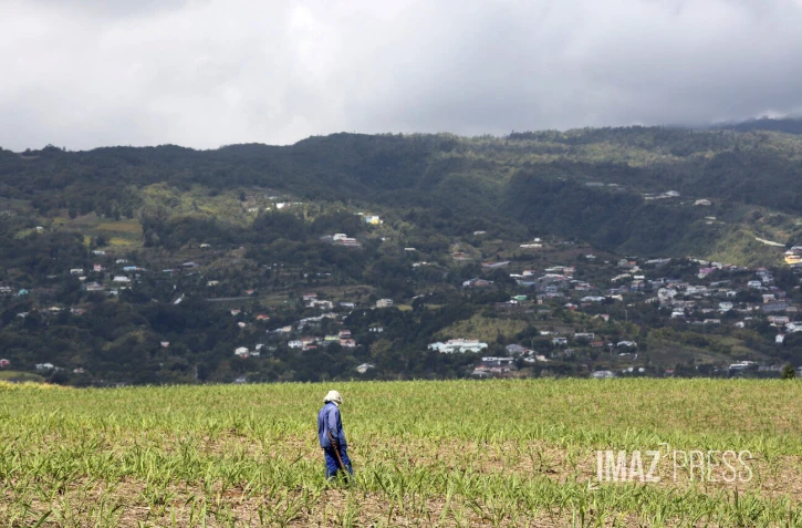 engrais canne à sucre 