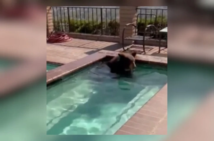 Un ours dans un jacuzzi