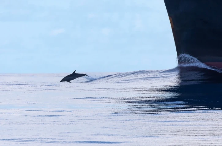 Une cinquantaine de grands dauphins communs à la Grande Chaloupe