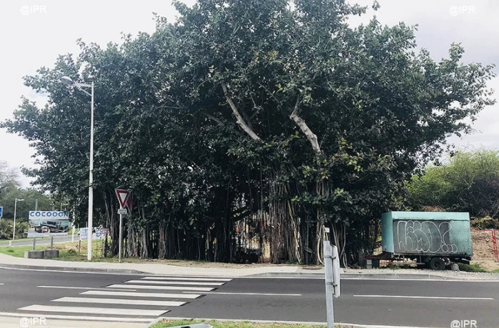 banians, Hermitage, TCO, PAPI, inondations, digue, travaux 