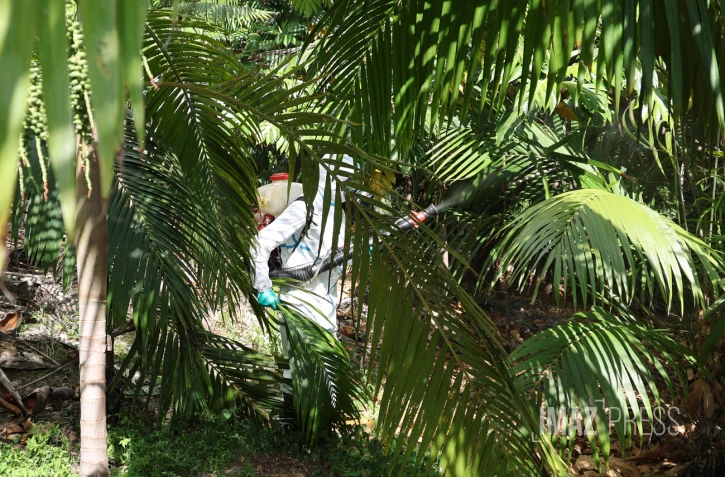 Chikungunya : l'épidémie est déclarée à La Réunion, le préfet déclenche le niveau 3 du dispositif Orsec [?]