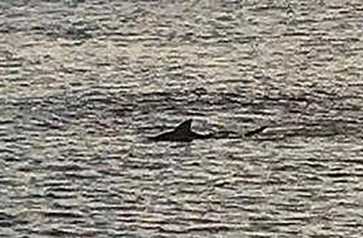 requin, squale, lagon, Saint-Leu, vendredi 22 mars, plage, baignade interdite 