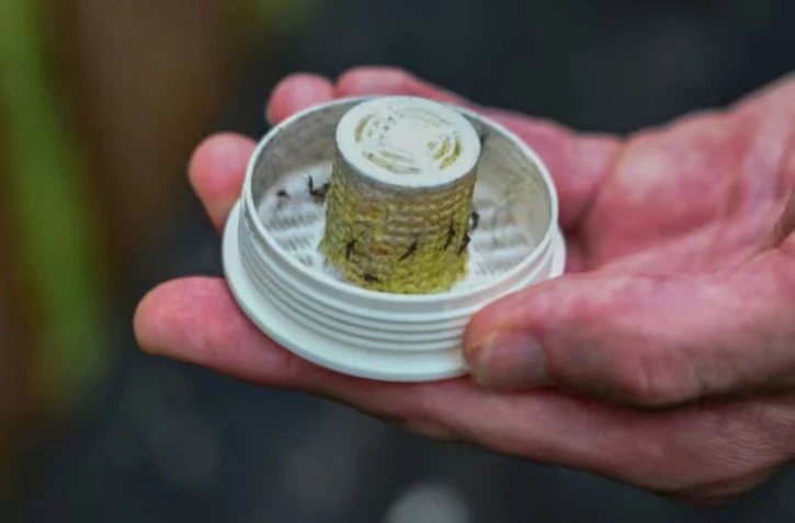 Pour combattre les moustiques, une entreprise américaine en relâche 600.000 dans les jardins