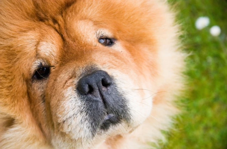 Chow chow