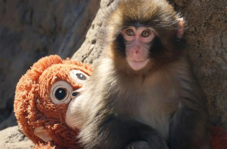 Abandonné par sa mère, ce bébé singe ne quitte plus sa peluche et bouleverse les réseaux sociaux
