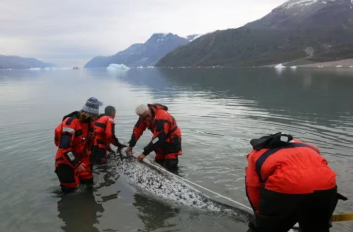 Les narvals, nouveaux alliés insolites de l'étude du climat dans l'Arctique