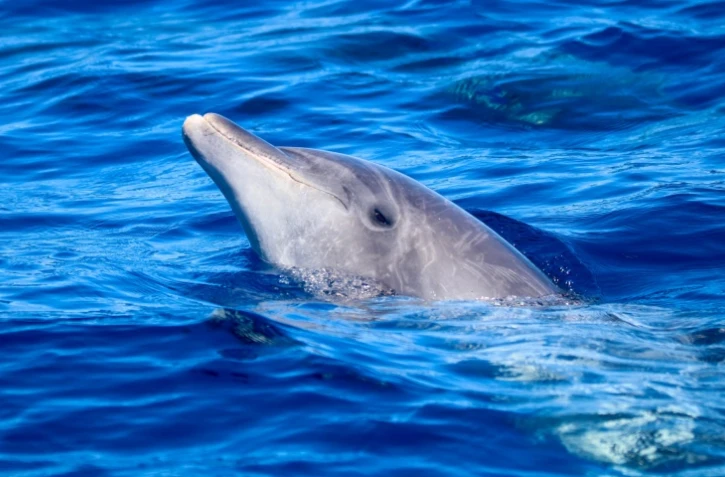 Une trentaine de dauphins identifiés au large de Saint-Denis et du Sud Sauvage