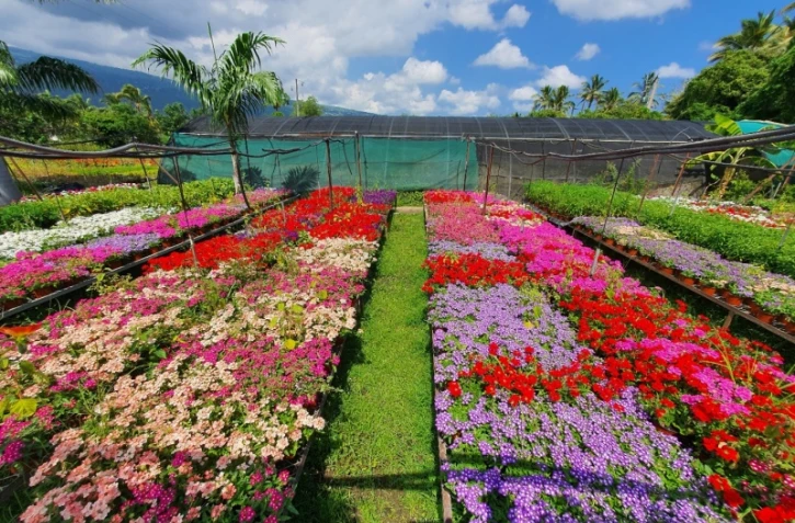 Hyper Jardin