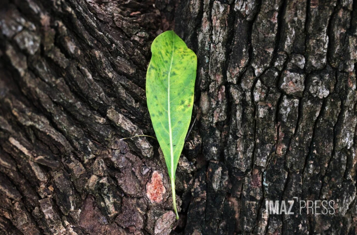 arbre et feuille 