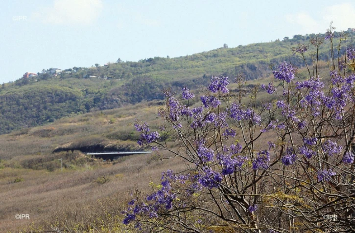 Jacaranda