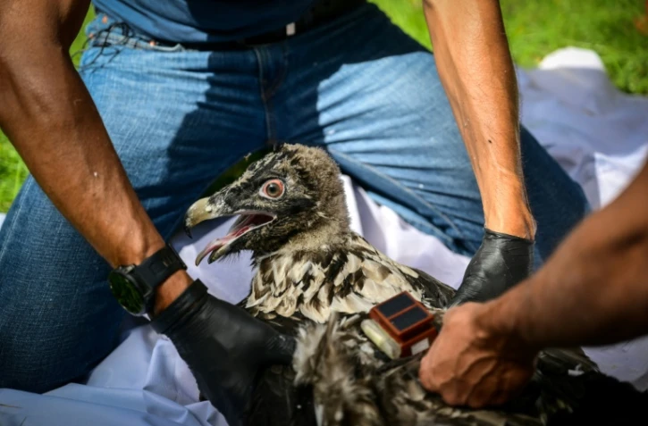 Pascal Orabi, coordinateur du programme LIFE Gyp'Act pour la Ligue de protection des oiseaux (LPO), bague un bébé gypaète barbu avant de le libérer, dans le Parc Naturel Régional du Vercors, près de Treschenu-Creyers, le 13 juin 2025