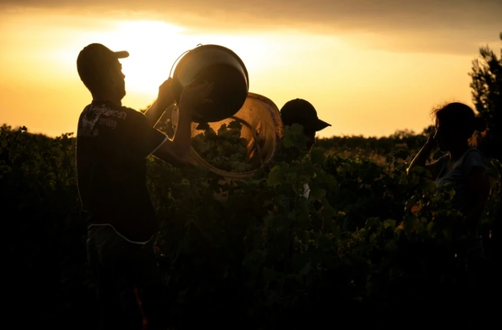 Vendanges dans un vignoble d'Espira-De-L'Agly dans les Pyrénées-Orientales, le 12 août 2020