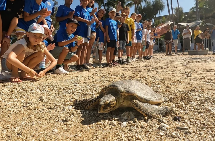 La Saline : après deux mois de convalescence, la tortue Timlie regarde l'océan